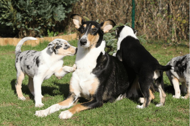 smooth collie puppies