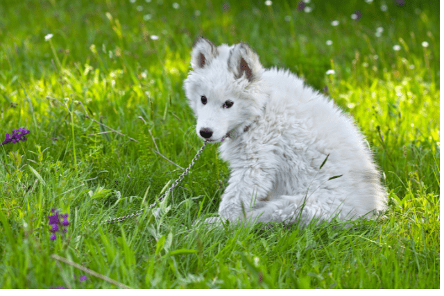 white husky puppy