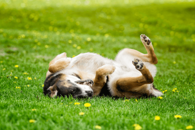 Why Do Dogs Roll in Poop? Stinky Habits of Our Beloved Pets! - BarkingTalk