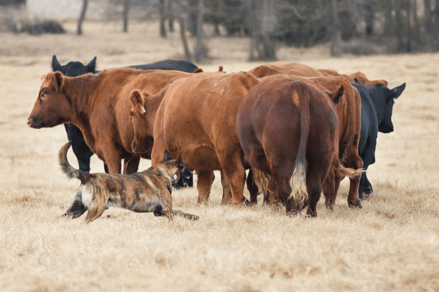 https://barkingtalk.com/oordesho/2023/01/herding-ball-for-cattle-dogs.png