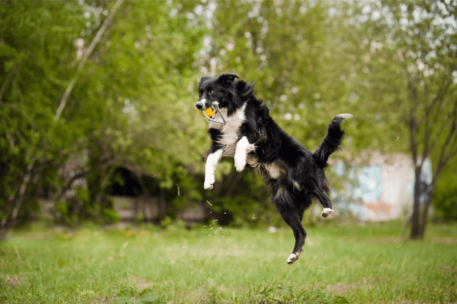 https://barkingtalk.com/oordesho/2023/01/the-best-herding-ball-for-dogs.png