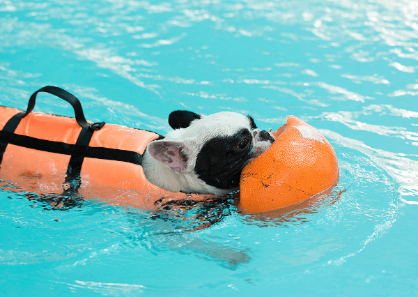 Can French Bulldogs Swim? A Guide To What You Need to Know - BarkingTalk