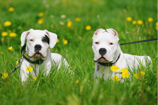 Dogo Argentino: A Comprehensive Breed Guide - BarkingTalk