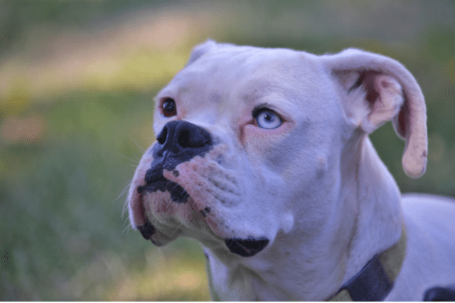 White Boxer Dog: All You Need to Know About this Stunning and Playful ...